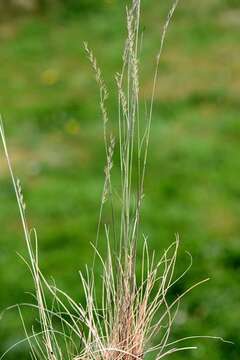 Image of fescue