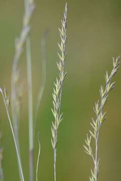 Image of fescue