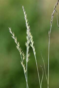 Image of fescue