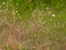 Image of hairgrass