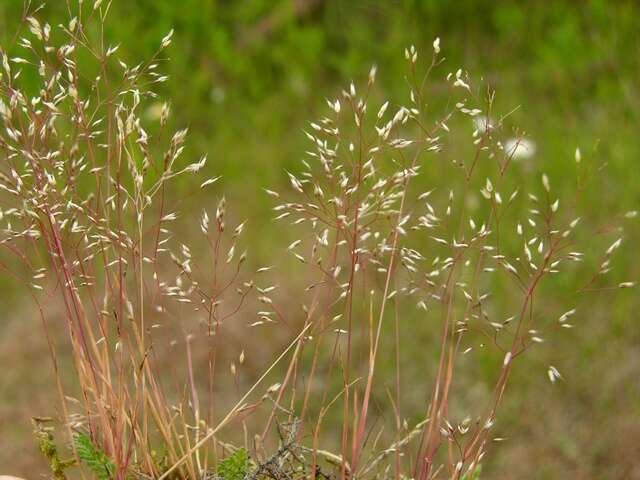 Image of hairgrass