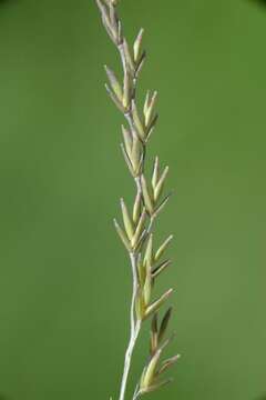 Image of fescue