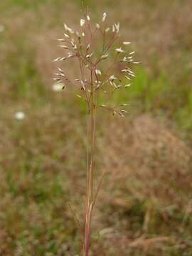 Image of hairgrass