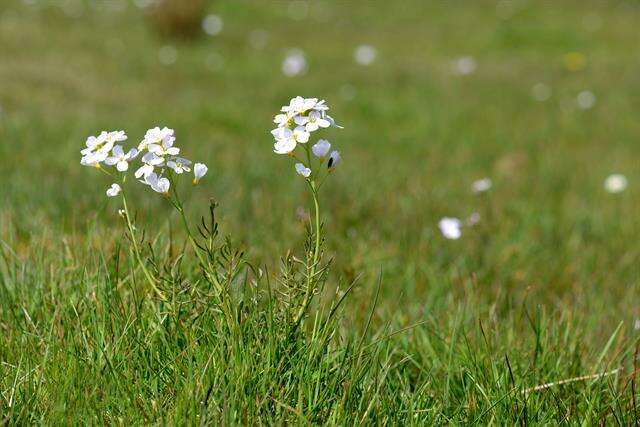 Imagem de Cardamine pratensis subsp. pratensis