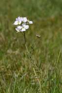 Image of cuckoo flower