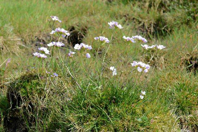 Imagem de Cardamine pratensis subsp. pratensis