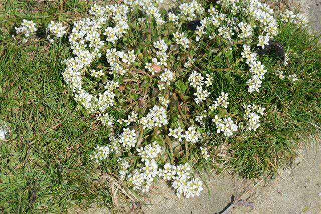 Image of Cochlearia officinalis subsp. officinalis