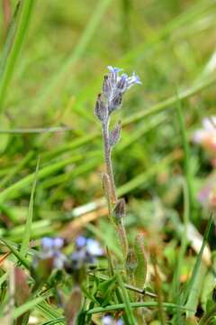 Image of forget-me-not