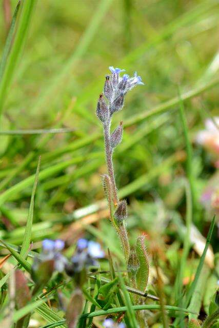 Image of forget-me-not