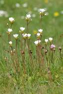 Image of saxifrage