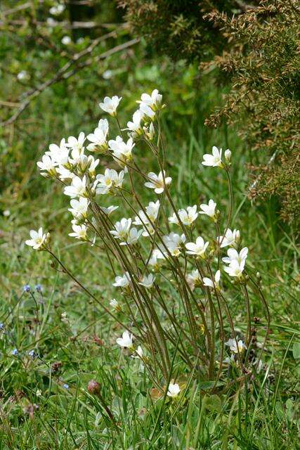 Image of saxifrage