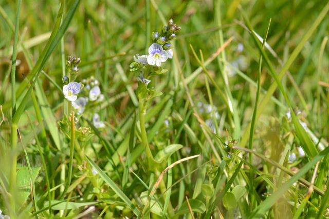 Image of thymeleaf speedwell