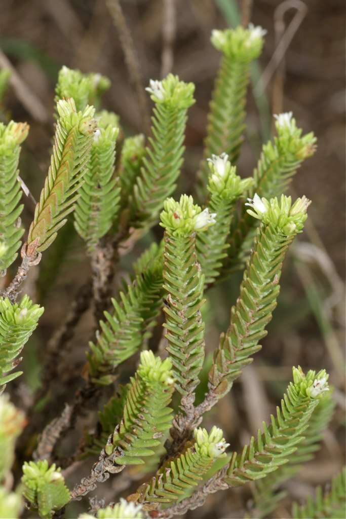 Image of Crassula ericoides Haw.