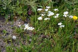 Image of mouse-ear chickweed