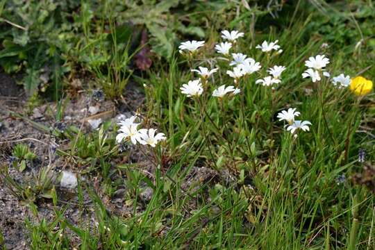 Image of mouse-ear chickweed