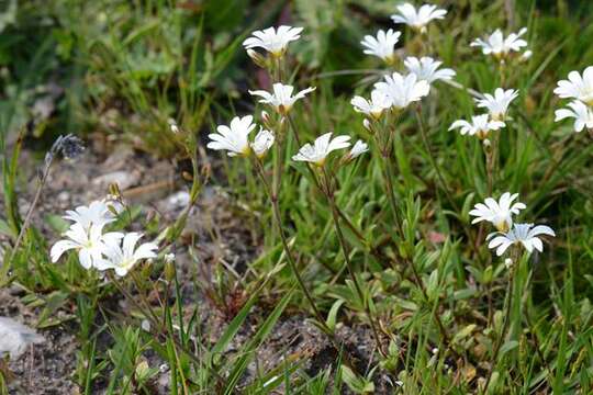 Image of mouse-ear chickweed