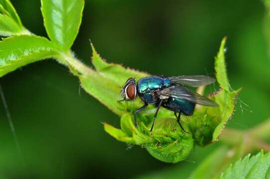 Imagem de Calliphora