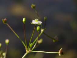 Image of water plantain