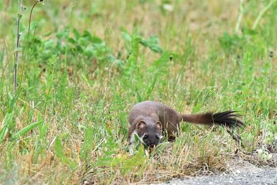 Image of Typical weasels