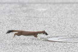 Image of weasels