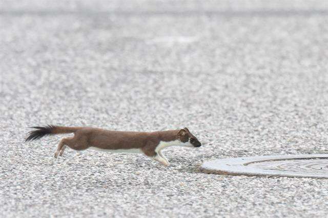 Image of weasels