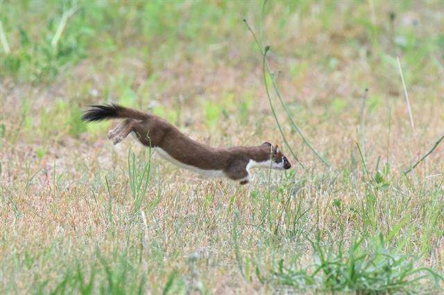 Image of weasels