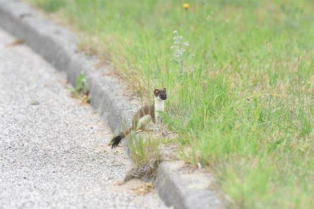 Image of weasels