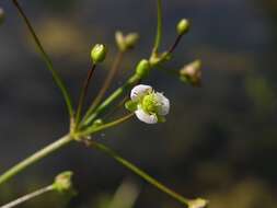 Image of water plantain