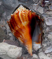 Image of Florida fighting conch