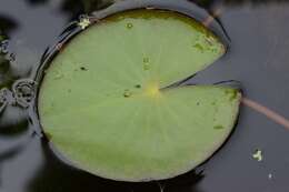 Image of <i>Nymphaea alba</i> subsp. <i>candida</i>