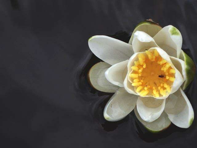 Image of <i>Nymphaea alba</i> subsp. <i>candida</i>