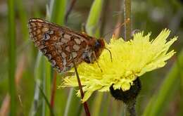 Image of <i>Euphydryas aurinia</i>