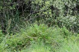 Image of fibrous tussock-sedge