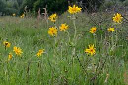 Arnica resmi