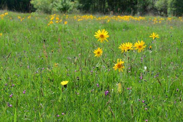 Arnica resmi