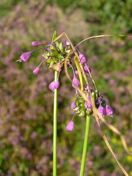 Image of Allium carinatum L.