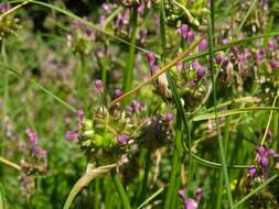 Image of Allium carinatum L.