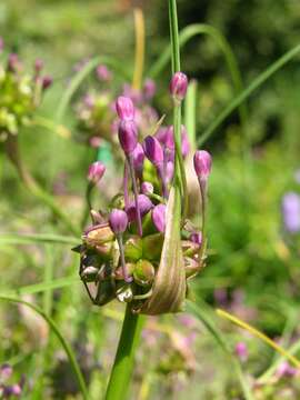 Image of Allium carinatum L.