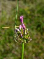 Image of Allium carinatum L.