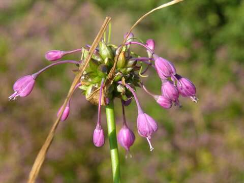 Image of Allium carinatum L.