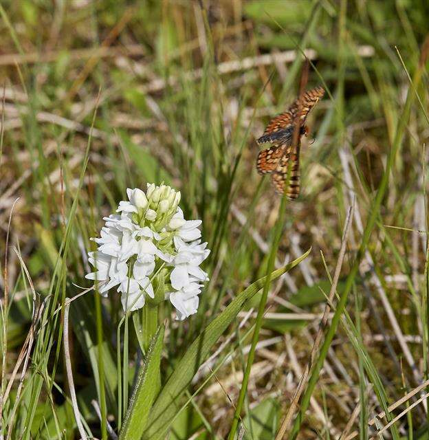 Plancia ëd <i>Euphydryas aurinia</i>