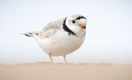 Image of Piping Plover