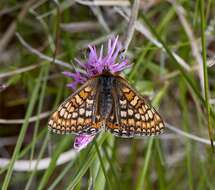 Plancia ëd <i>Euphydryas aurinia</i>