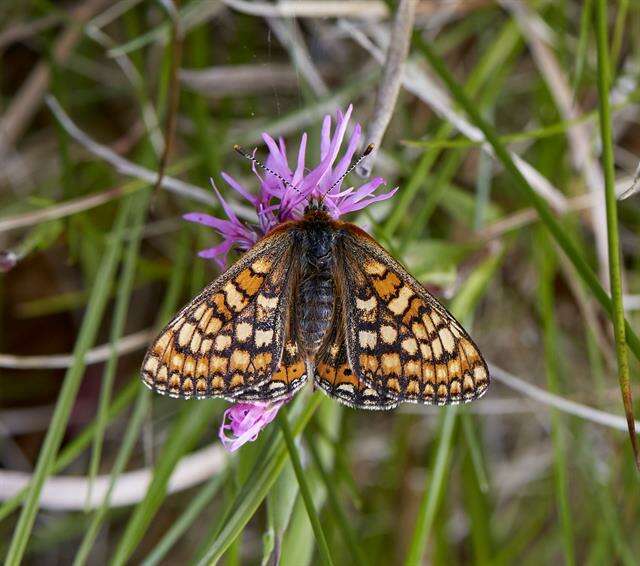 Plancia ëd <i>Euphydryas aurinia</i>