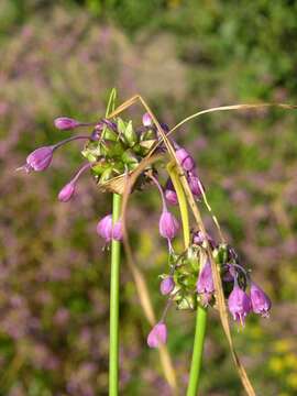 Image of Allium carinatum L.