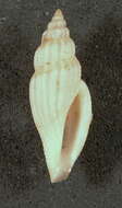 Sivun Eucithara albivestis (Pilsbry 1934) kuva