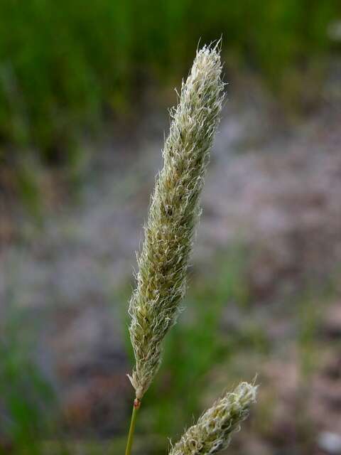 Image of Foxtail Grass