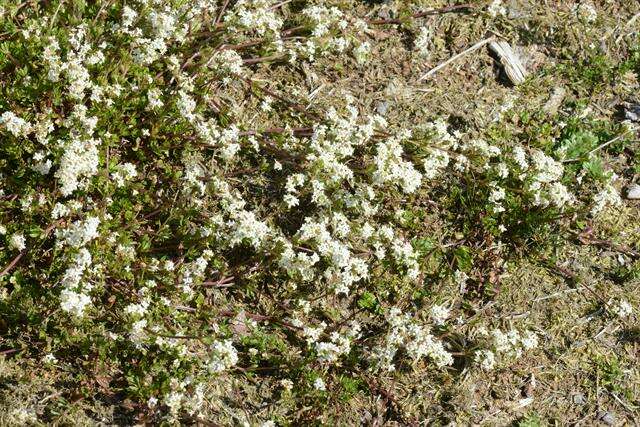 Image of bedstraw