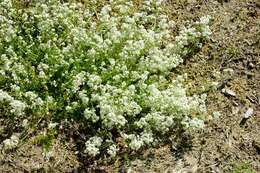 Image of bedstraw