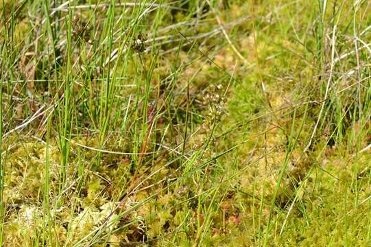 Image of pod-grass family